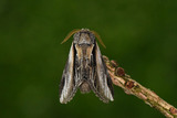 Seljetannspinner (Pheosia tremula)