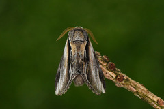 Swallow Prominent (Pheosia tremula)