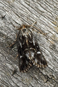 Torskemunnfly (Calophasia lunula)