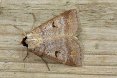 Engvikkefly (Lygephila pastinum)