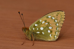 Dark Green Fritillary (Argynnis aglaja)