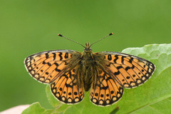 Small Pearl-bordered Fritillary (Boloria selene)
