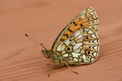 Small Pearl-bordered Fritillary (Boloria selene)