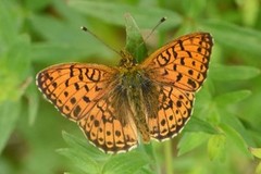 Lesser Marbled Fritillary (Brenthis ino)