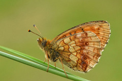 Lesser Marbled Fritillary (Brenthis ino)