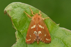 Dvergroteter (Phymatopus hecta)