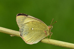 Moorland Clouded Yellow (Colias palaeno)