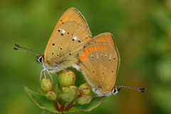 Oransjegullvinge (Lycaena virgaureae)