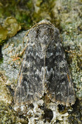 The Grey (Hadena caesia)