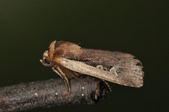 Flame Shoulder (Ochropleura plecta)