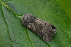 Pale Eggar (Trichiura crataegi)