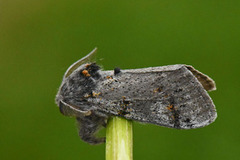 Heibørstespinner (Gynaephora fascelina)