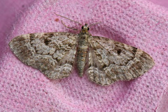 Cloaked Pug (Eupithecia abietaria)