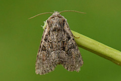 Minor Shoulder-knot (Brachylomia viminalis)
