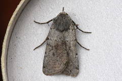Ashworth's Rustic (Xestia ashworthii)