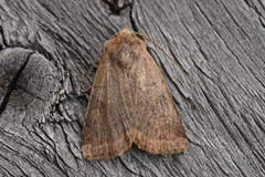 Ingrailed Clay (Diarsia mendica)