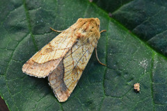 Gullfagerfly (Pyrrhia umbra)