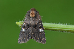 Grasengfly (Mesapamea)