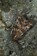 Granfrøsmalmott (Assara terebrella)