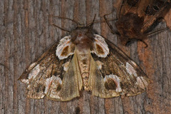 Flekkhalvspinner (Thyatira batis)