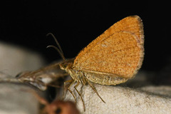 Rannoch Looper (Macaria brunneata)