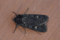 Garden Dart (Euxoa nigricans)
