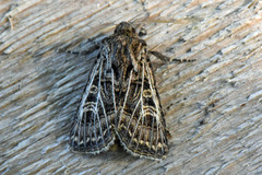 Hvitribbet åkerfly (Tholera decimalis)