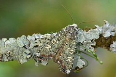 Grønt langvingefly (Actebia praecox)