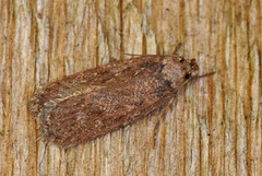 Chervil Flat-body (Depressaria sordidatella)