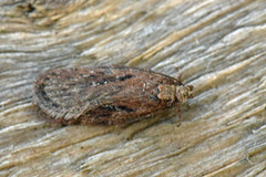 Pignut Flat-body (Depressaria pulcherrimella)