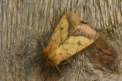 Gullfagerfly (Pyrrhia umbra)