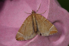 The Chevron (Eulithis testata)