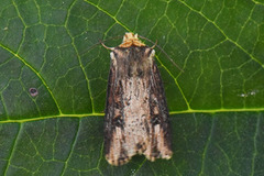 Flame (Axylia putris)
