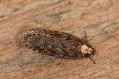 Pignut Flat-body (Depressaria pulcherrimella)