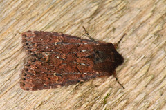 Rødt fjellengfly (Apamea schildei)