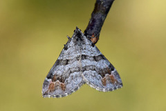 Tranebærmåler (Carsia sororiata)