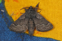 Hagtornspinner (Trichiura crataegi)