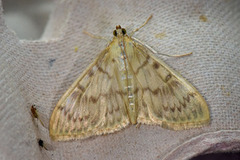 Mother of Pearl (Patania ruralis)