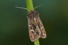 Svart sumpfly (Celaena haworthii)