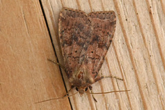 Barred Chestnut (Diarsia dahlii)
