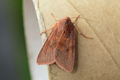 Flounced Chestnut (Agrochola helvola)