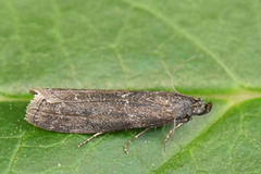 Sotsmalmott (Pyla fusca)