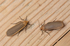 Buff Footman (Eilema depressa)