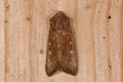 Brunt sumpfly (Helotropha leucostigma)