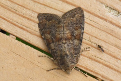 Rødlig løvfly (Parastichtis suspecta)