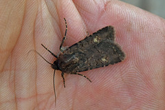 Garden Dart (Euxoa nigricans)