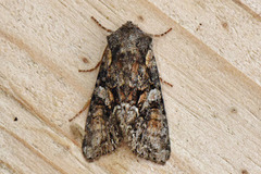 Beautiful Brocade (Lacanobia contigua)