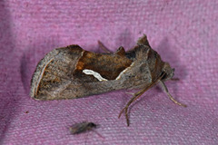 Dewick's Plusia (Macdunnoughia confusa)