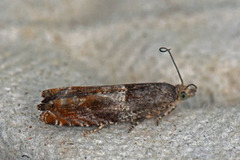Nut Bud Moth (Epinotia tenerana)