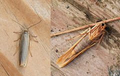 Common Footman (Eilema lurideola)